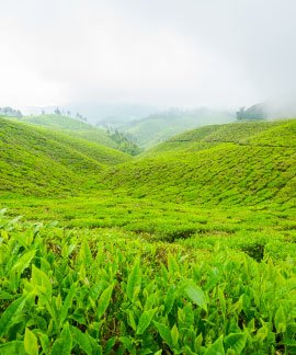 Tea Garden, Dharamghar